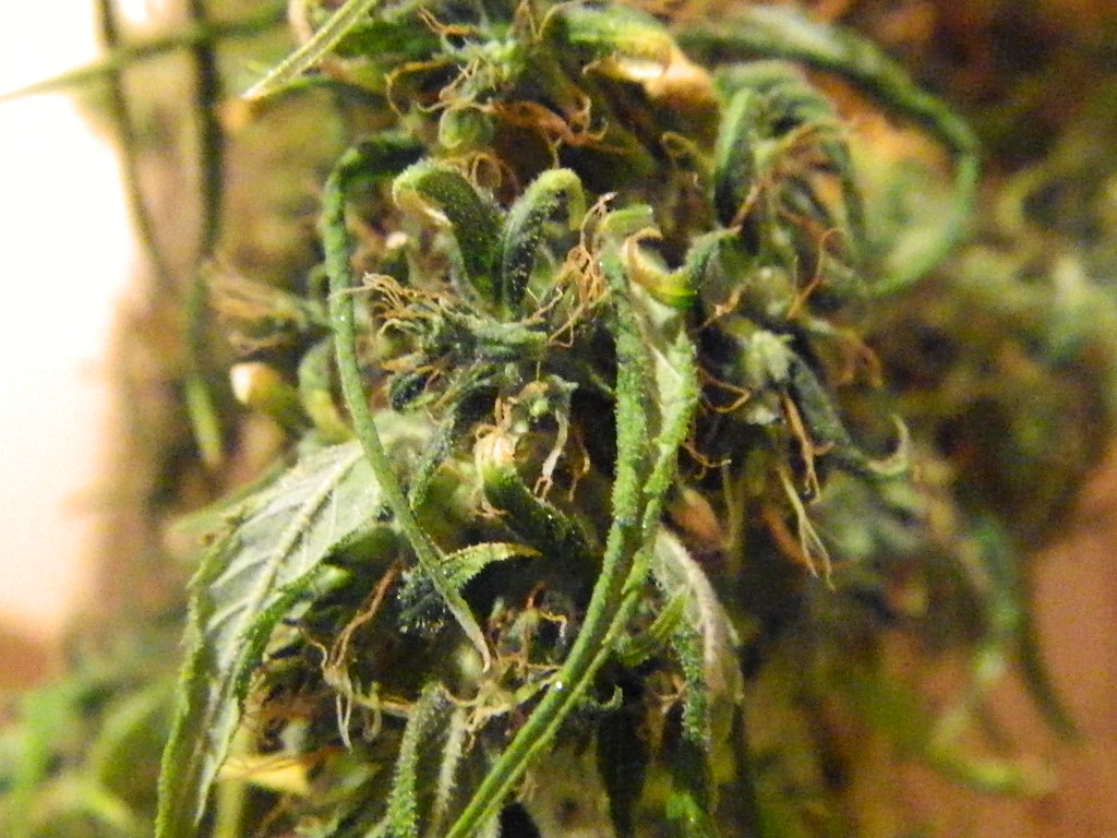 DSCN0210.JPG