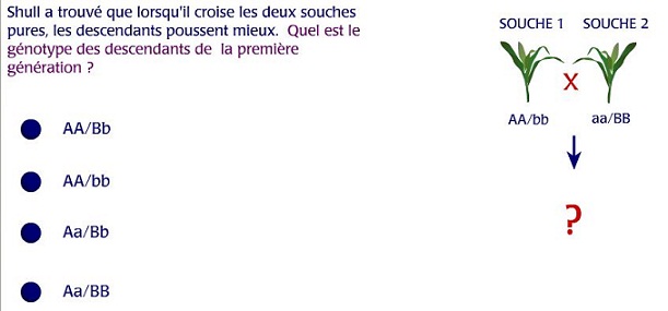 Capture vigueur hybride 2.JPG