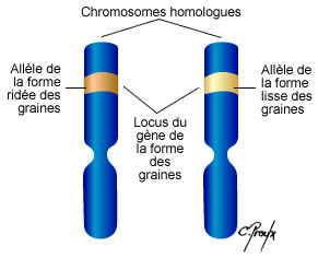 Alleles.jpg