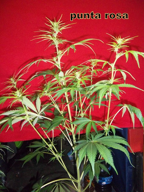 IMGP2568.JPG