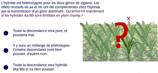 Capture vigueur hybride 3.JPG