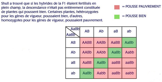 Capture vigueur exercice suite.JPG