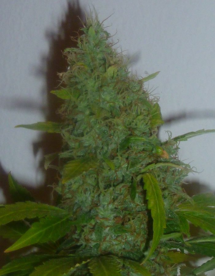 P1000239.JPG