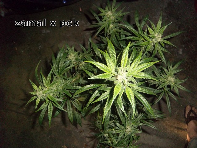 IMGP2818.JPG