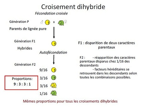 Capture CROISEMENT FECONDATION CROISEE  DIHYBRIDE EN F1 ET F2.JPG