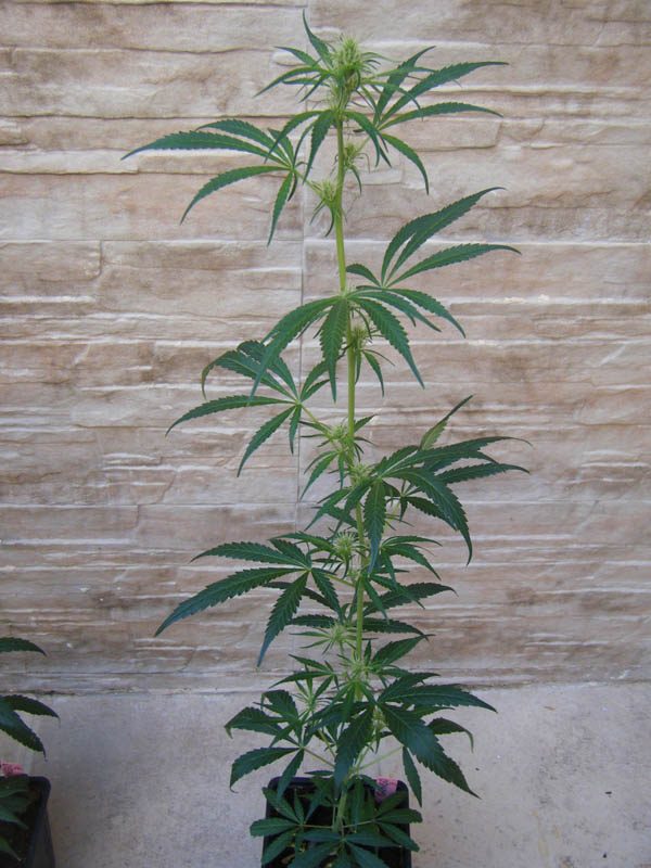 SCF7662.jpg