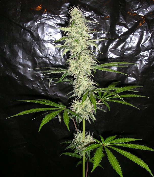amnesia pheno sat.jpg