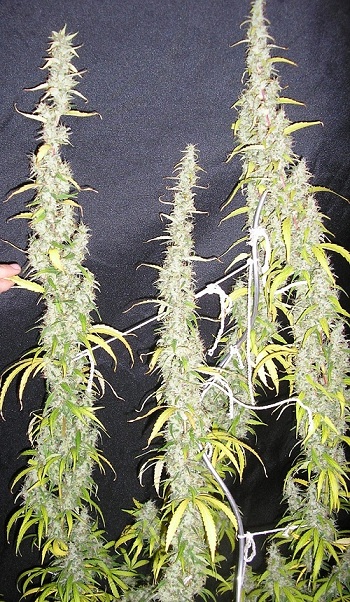 durbanghani.jpg
