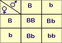 punnetbb.gif