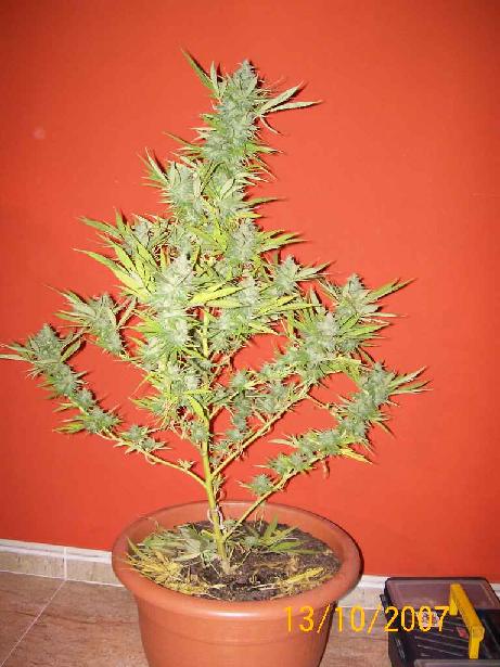 haran4%20086[1].jpg