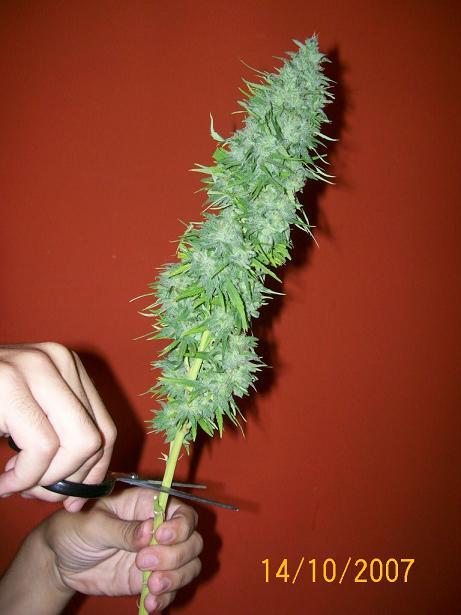 haran4%20101[1].jpg