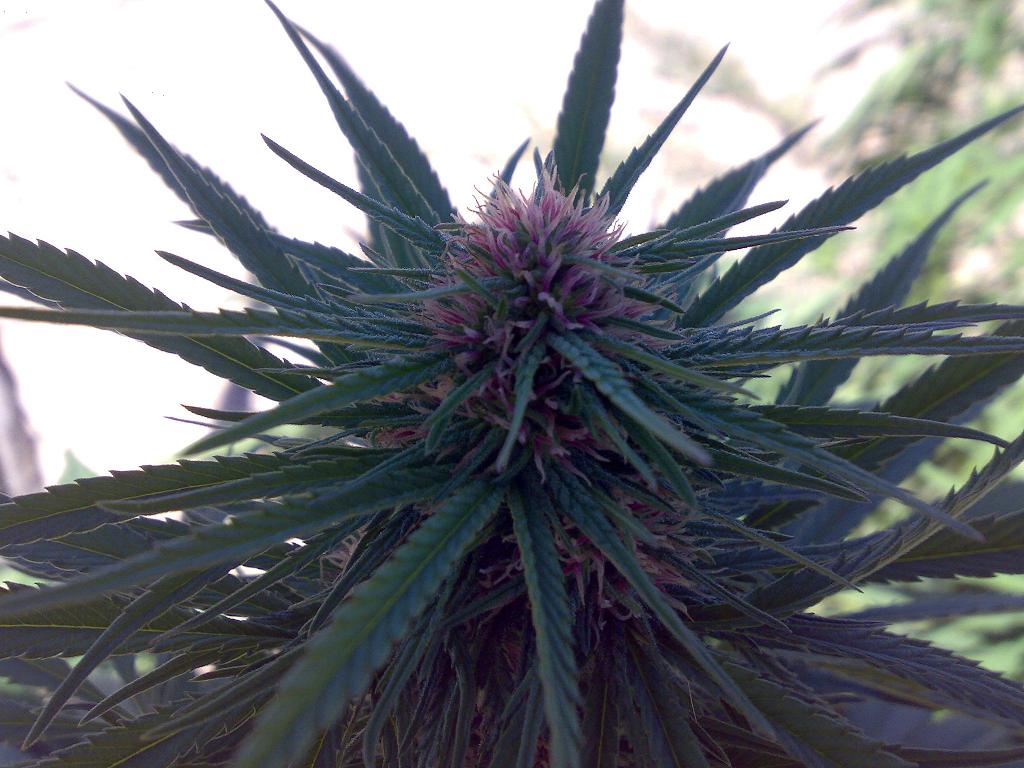 deepchunk-panama.JPG