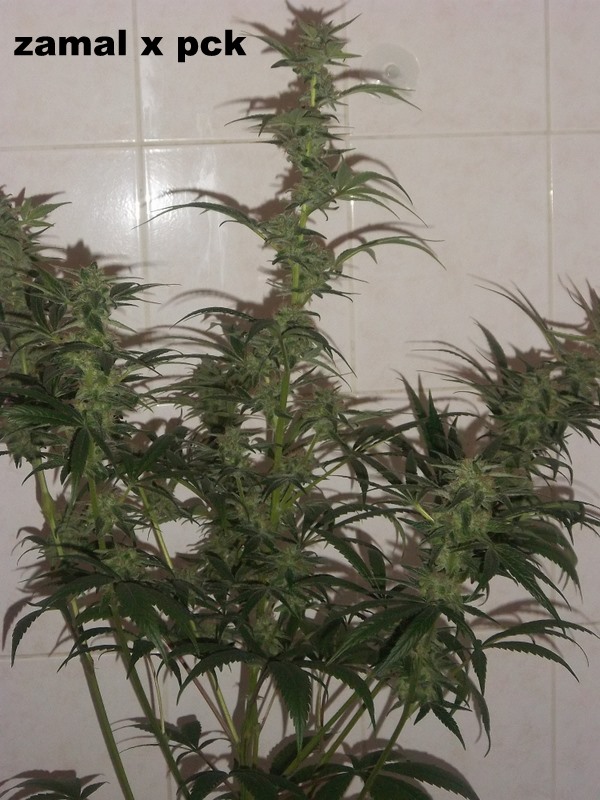 IMGP4020.JPG
