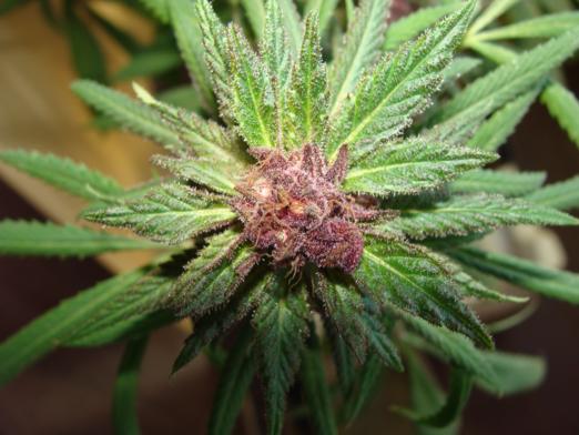 macro 2 056_522x392.jpg