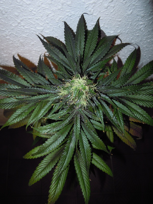 mankey haze 2.jpg