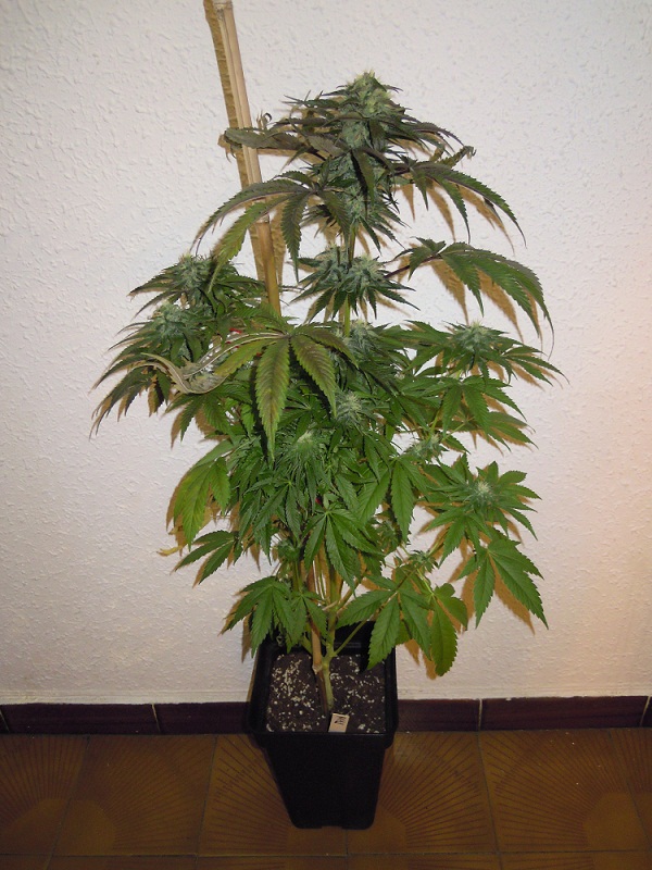 mankey haze.jpg