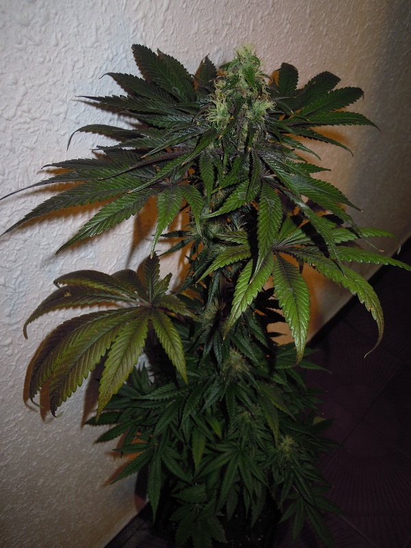 moankey haze 2.jpg