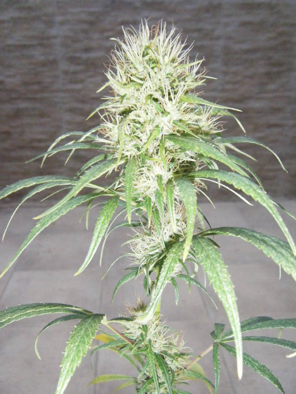SCF7788.jpg