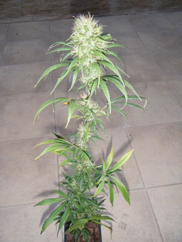 SCF7787.jpg