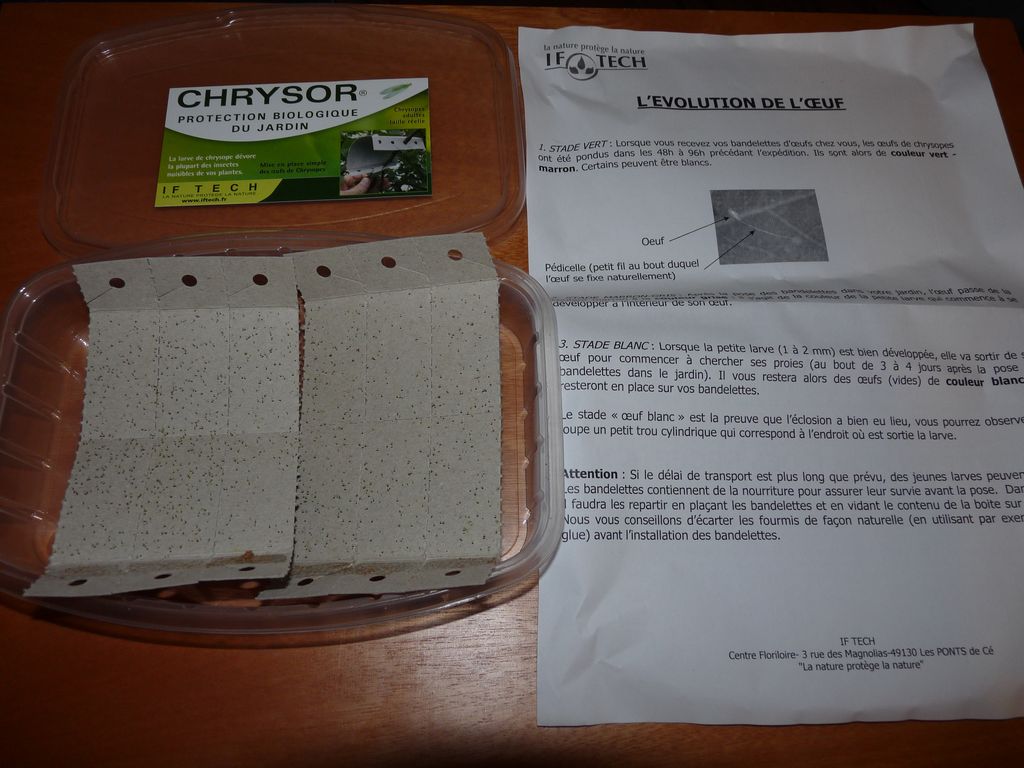 P1120185.JPG