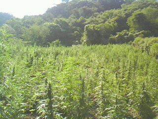 IMG0406A.jpg