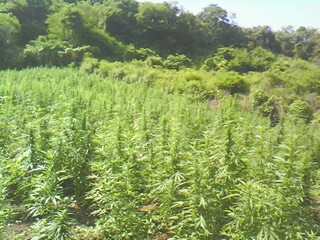 IMG0418A.jpg
