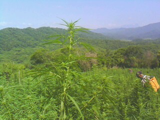 IMG0428A.jpg