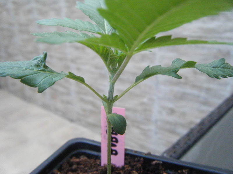 SCF7826.jpg