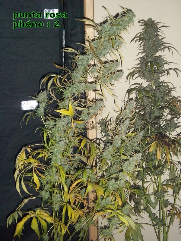 IMGP5044.JPG