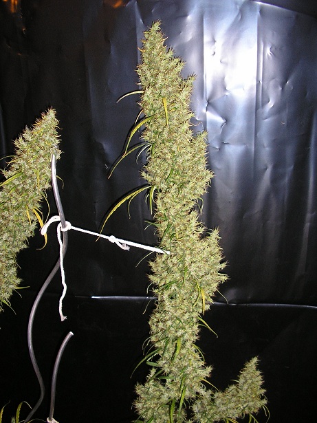 sud af 14 weeks (3).jpg
