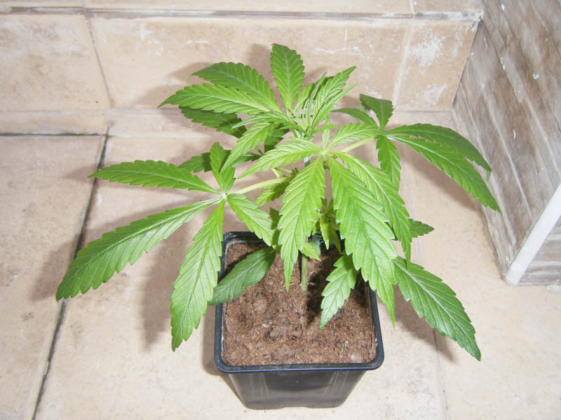 SCF7833.jpg