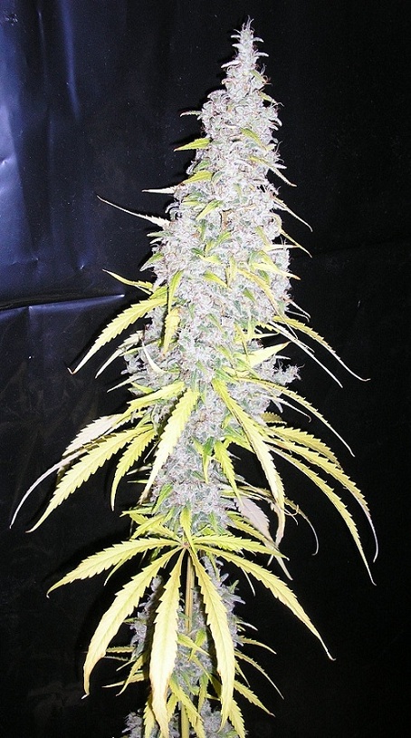 MF (12).JPG