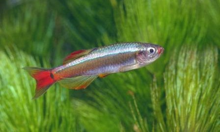 Tanichthys Albonubes.jpg