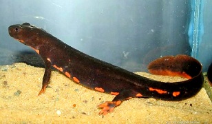 Pachytriton Labiatus.jpg