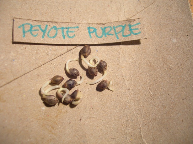 peyote puerple.jpg