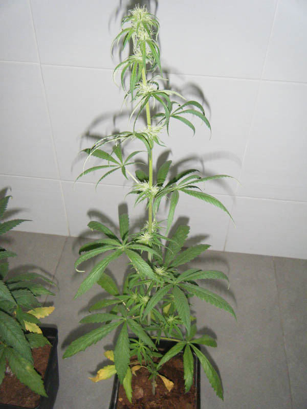 SCF7872.jpg