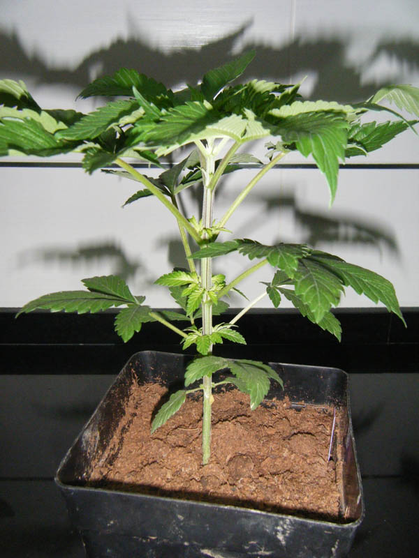 SCF7884.jpg