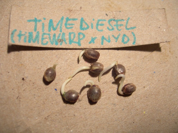 timadiesel germinando.jpg