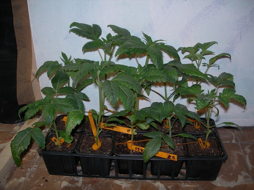 peyote transplante.jpg