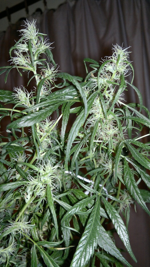 BAYANGA 125 D.jpg