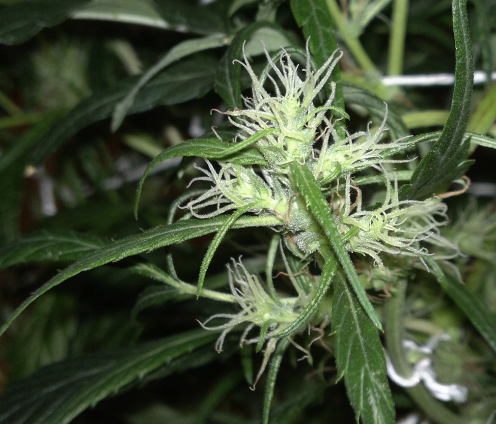 zoom bud jpeg.jpg