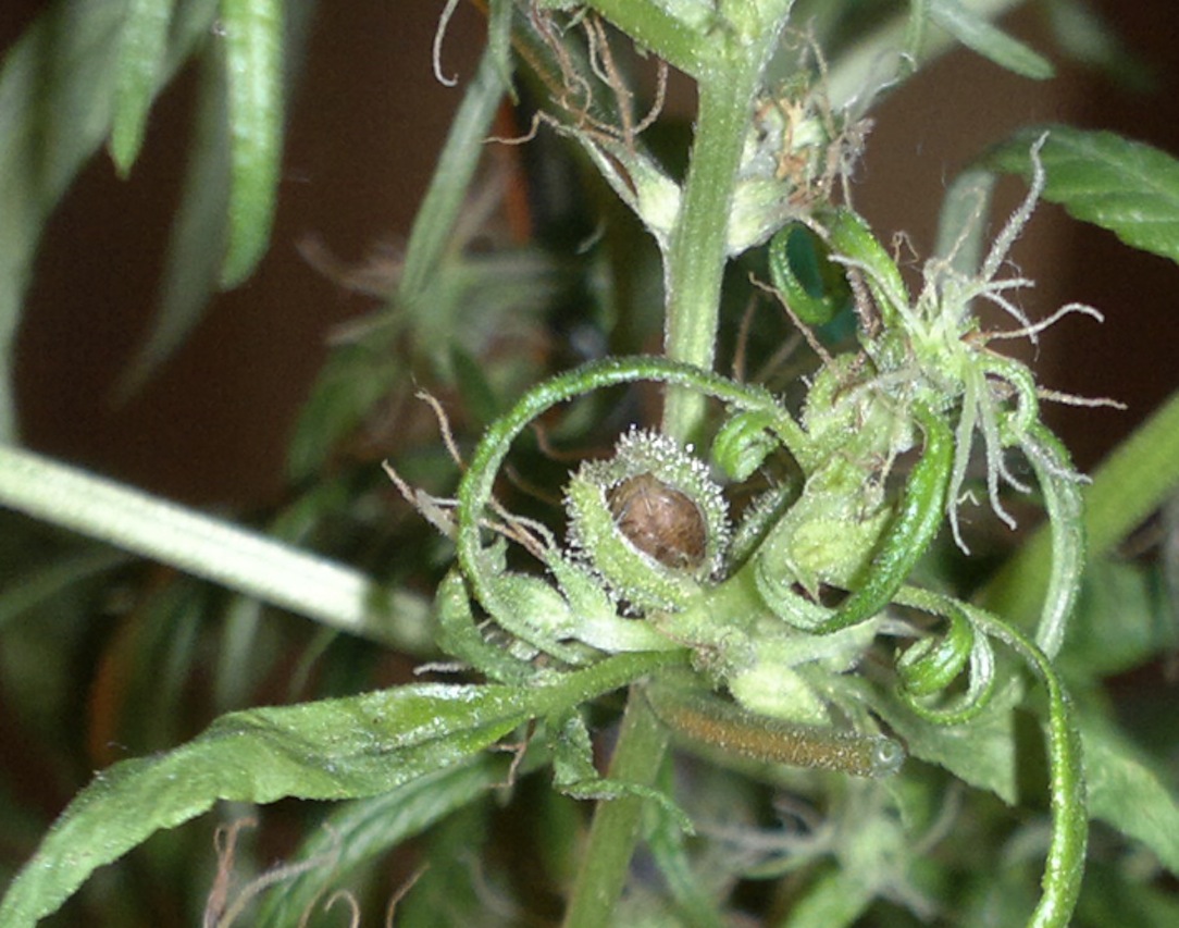 zoom seed 3 jpeg.jpg
