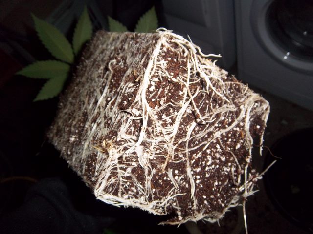 IMGP5542.JPG