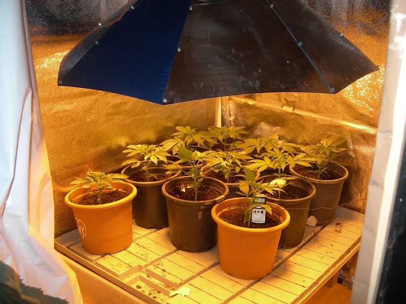 panama 1 semana transplante.jpg