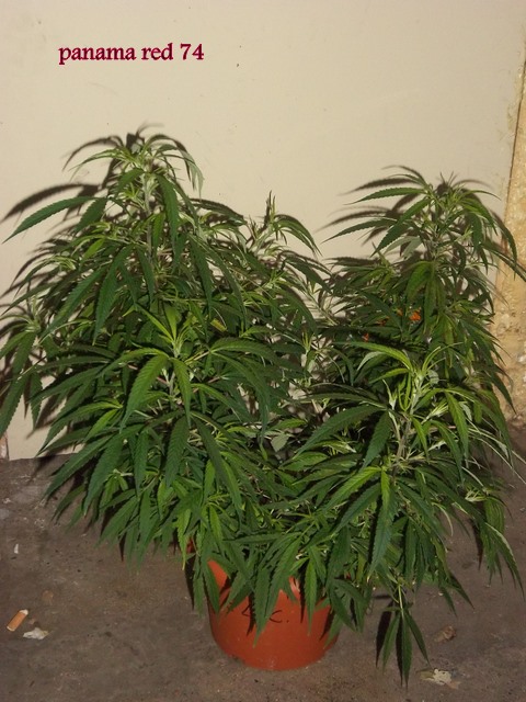 IMGP5564.JPG