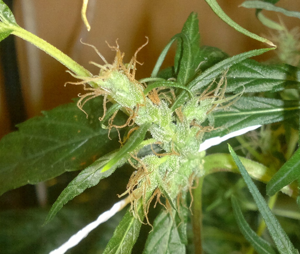 zoom bayanga 133 A.jpg