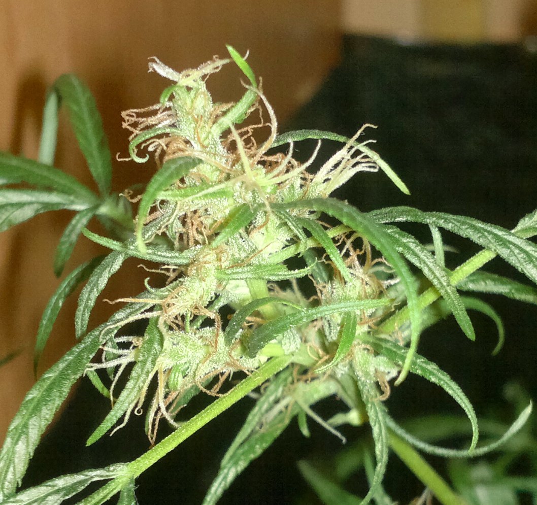 zoom bayanga 133 C.jpg
