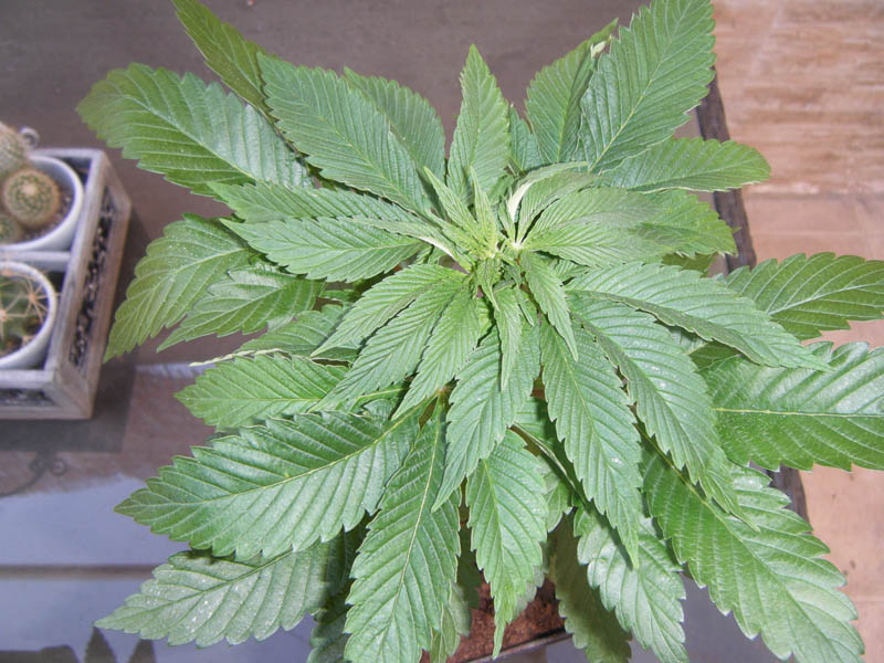 SCF7918.jpg