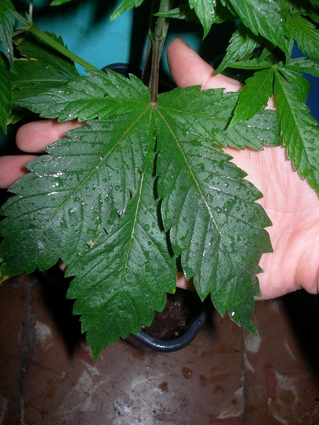 nepal jam (2).jpg