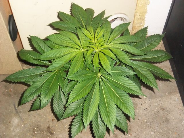 IMGP5621.JPG